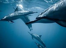 技术流对决！李观洋和前广州外援威尔-道格拉斯打1V1